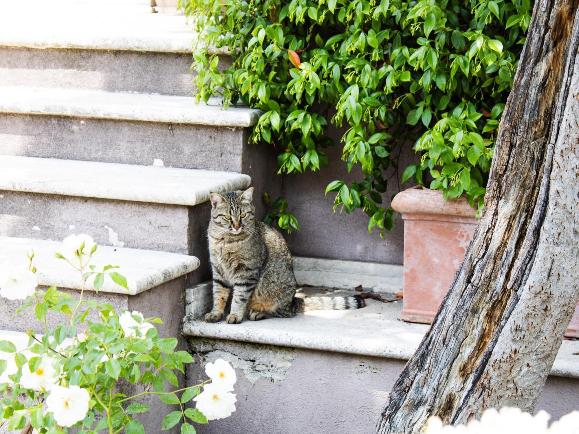 La Magnolia B&B And Apartments Arrone Exterior foto